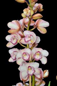 Cymbidium Spring King