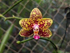 Phalaenopsis Sogo Pony