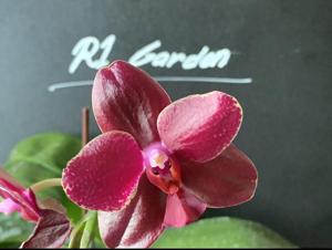 Phalaenopsis Sogo Rose