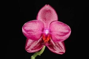 Phalaenopsis Sogo Rose