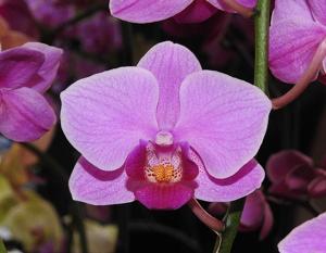 Phalaenopsis Sogo Berry