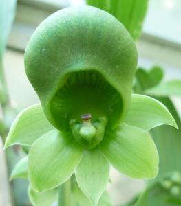 Catasetum Jumbo Prime