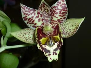 Catasetum Jumbo Prime