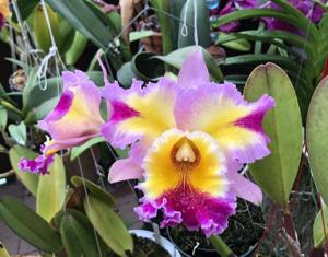 Rhyncholaeliocattleya Hawaiian Lightning