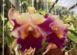 Rhyncholaeliocattleya Hawaiian Super Flare