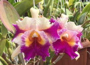 Rhyncholaeliocattleya Hawaiian Super Flare