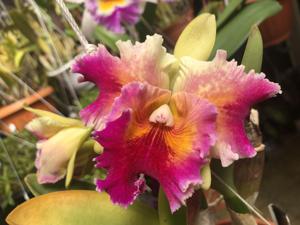 Rhyncholaeliocattleya Hawaiian Super Flare