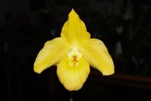 Paphiopedilum Yellow Magic