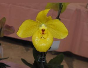 Paphiopedilum Yellow Magic