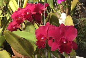<i>Rhyncholaeliocattleya</i> Samba Jewel