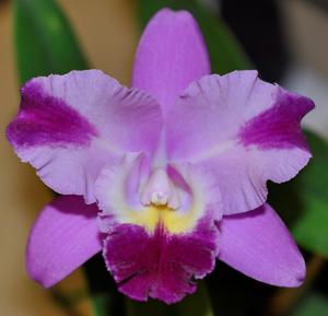 Cattleya Colin McCully