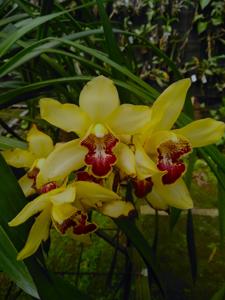 Cymbidium Aussie's Prime