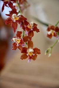 Oncidium Zoes Fire