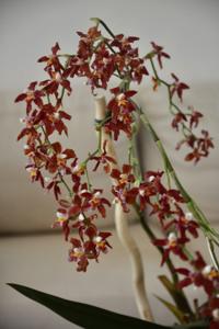 Oncidium Zoes Fire