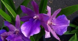 Miltonia Lavender Glade