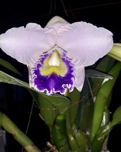 Cattleya Hiroshima Melody