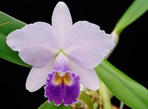 Cattleya Hiroshima Melody