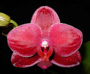 Phalaenopsis Chingruey's Blood-Red Sun