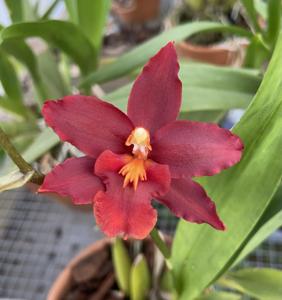 Oncidium Space Mine