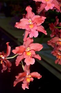 Oncidium Space Mine