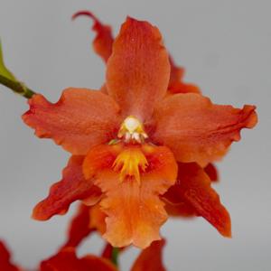 Oncidium Space Mine