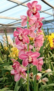 Cymbidium Kimberley Lady