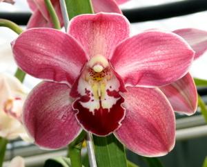 Cymbidium Kimberley Lady