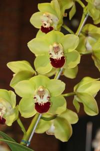 Cymbidium Kimberley Meadows