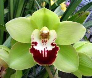 Cymbidium Kimberley Meadows