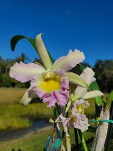 Rhyncholaeliocattleya Gulfshore's Lime Frost