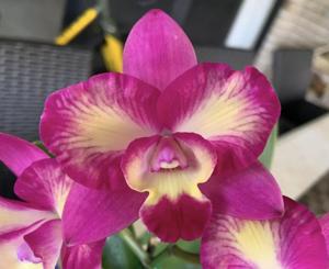 Cattleya Angel Flare