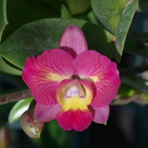 Cattleya Angel Flare