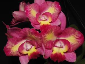 Cattleya Angel Flare