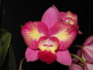 Cattleya Angel Flare