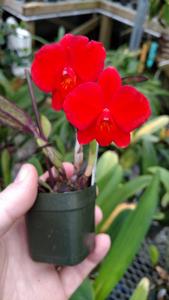 Cattleya Red Jewel