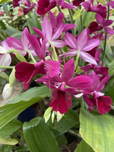 Calanthe Kryptonite
