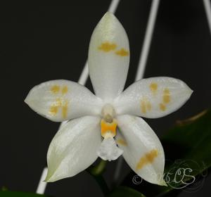 Phalaenopsis Tzu Chiang Tetralitz