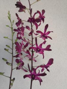 Dendrobium Hawaiian Punch