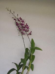 Dendrobium Hawaiian Punch