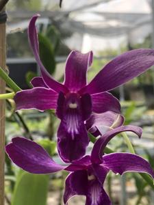 Dendrobium Hawaiian Punch