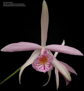 Brassocattleya Sunset Glory