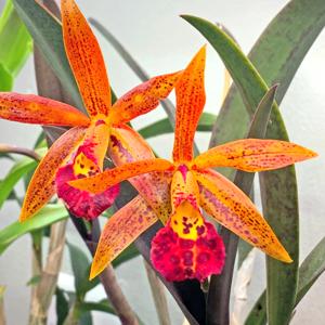 Brassocattleya Rustic Spots