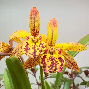 Brassocattleya Rustic Spots