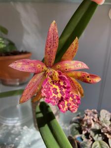 Brassocattleya Rustic Spots