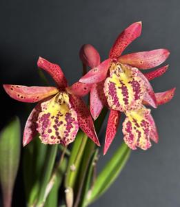 Brassocattleya Rustic Spots