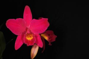 Laeliocattleya Hsin Buu Lady