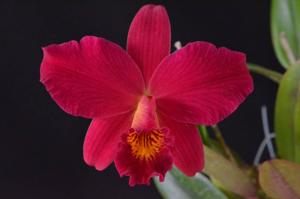 Laeliocattleya Hsin Buu Lady