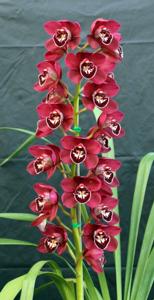 Cymbidium Ruby Valley