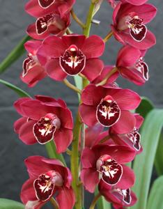 Cymbidium Ruby Valley