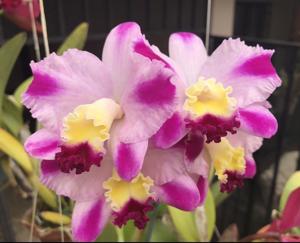 Cattleya Hsinying Excell